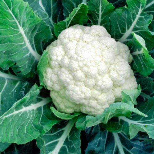 Fresho Cauliflower, 1 pc (approx. 400 to 600 g)